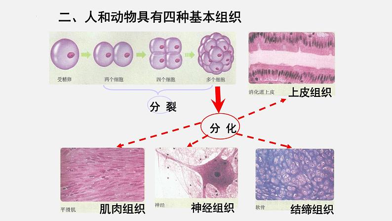 2023-2024学年七年级生物（北师大版）上册备课无忧 2.4.1 细胞分化形成组织（课件）04