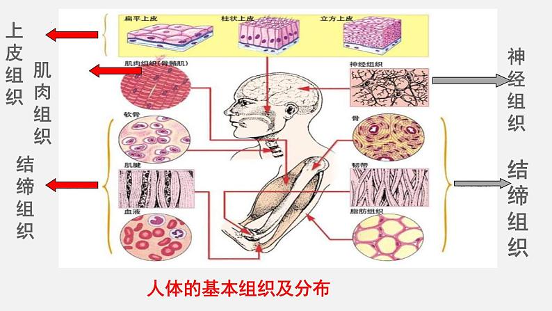 2023-2024学年七年级生物（北师大版）上册备课无忧 2.4.1 细胞分化形成组织（课件）05