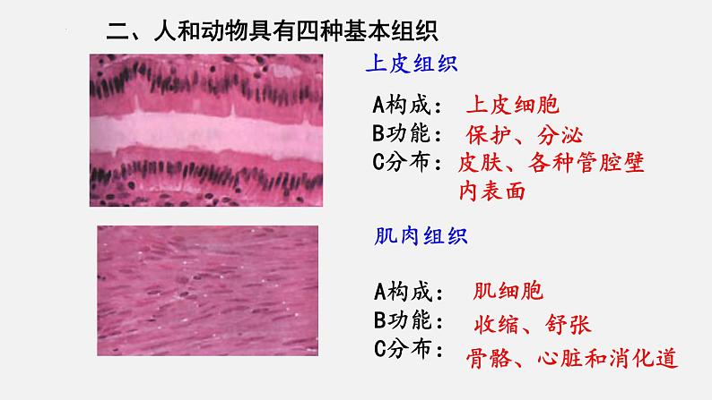 2023-2024学年七年级生物（北师大版）上册备课无忧 2.4.1 细胞分化形成组织（课件）06