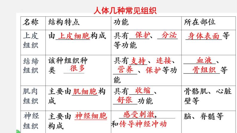 2023-2024学年七年级生物（北师大版）上册备课无忧 2.4.1 细胞分化形成组织（课件）08