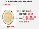 2023-2024学年七年级生物（北师大版）上册备课无忧 3.5.5 运输作用（课件）