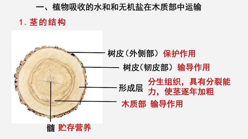 2023-2024学年七年级生物（北师大版）上册备课无忧 3.5.5 运输作用（课件）第2页