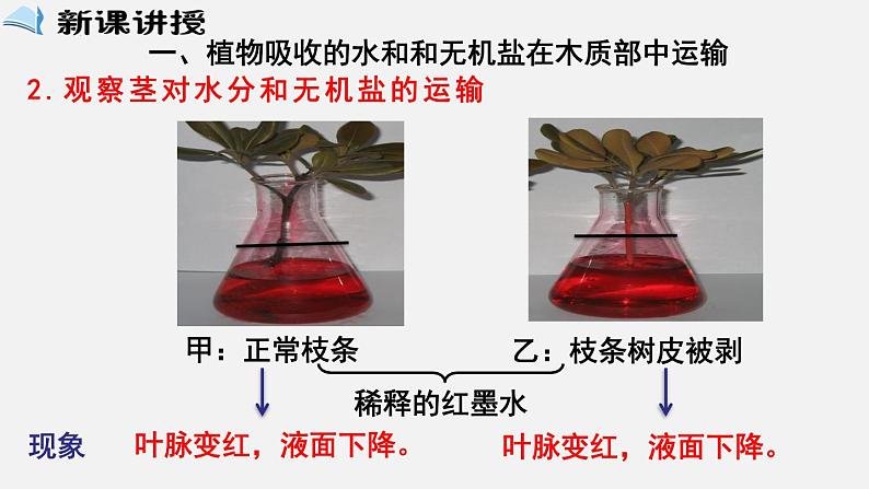 2023-2024学年七年级生物（北师大版）上册备课无忧 3.5.5 运输作用（课件）第3页