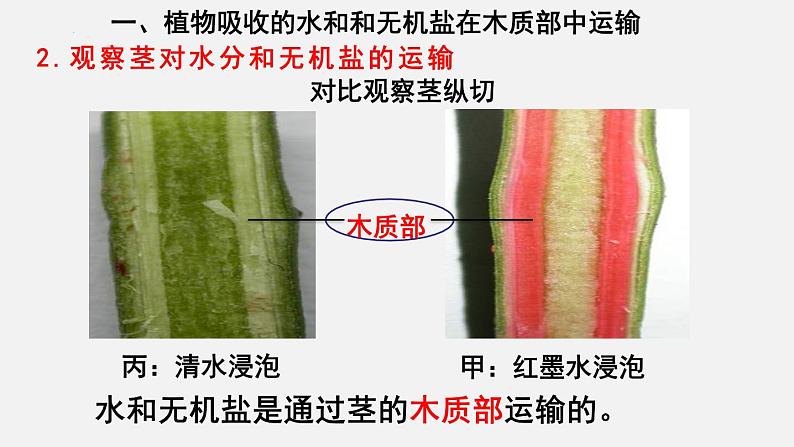 2023-2024学年七年级生物（北师大版）上册备课无忧 3.5.5 运输作用（课件）第7页