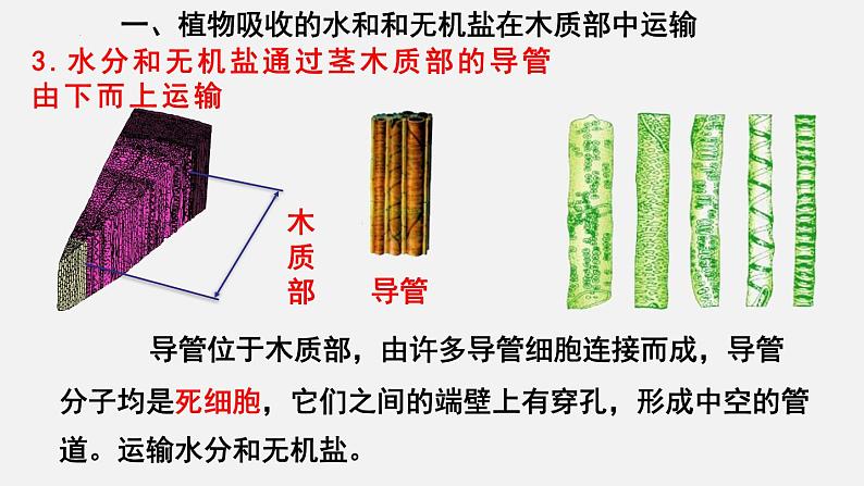 2023-2024学年七年级生物（北师大版）上册备课无忧 3.5.5 运输作用（课件）第8页