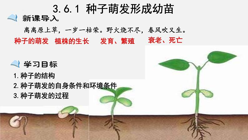 2023-2024学年七年级生物（北师大版）上册备课无忧 3.6.1 种子萌发形成幼苗（课件）第1页