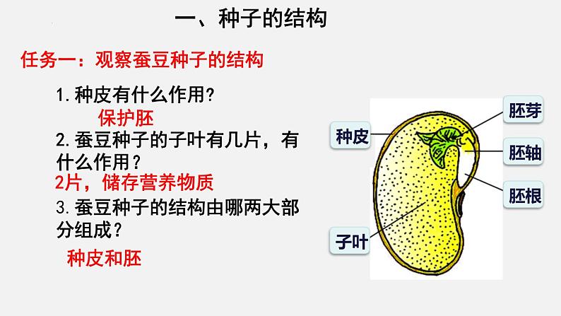 2023-2024学年七年级生物（北师大版）上册备课无忧 3.6.1 种子萌发形成幼苗（课件）第3页