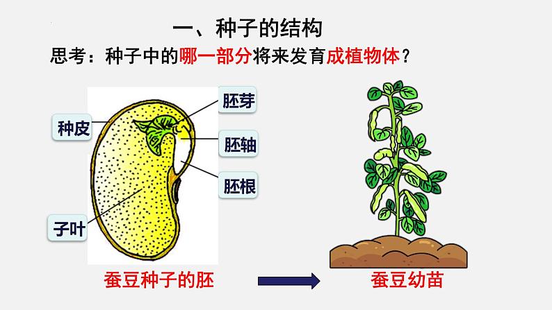 2023-2024学年七年级生物（北师大版）上册备课无忧 3.6.1 种子萌发形成幼苗（课件）第4页