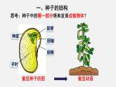 2023-2024学年七年级生物（北师大版）上册备课无忧 3.6.1 种子萌发形成幼苗（课件）