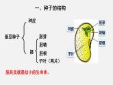 2023-2024學(xué)年七年級(jí)生物（北師大版）上冊(cè)備課無憂 3.6.1 種子萌發(fā)形成幼苗（課件）