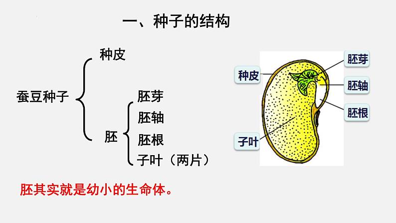 2023-2024学年七年级生物（北师大版）上册备课无忧 3.6.1 种子萌发形成幼苗（课件）第5页