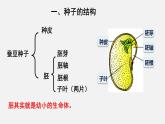 2023-2024学年七年级生物（北师大版）上册备课无忧 3.6.1 种子萌发形成幼苗（课件）