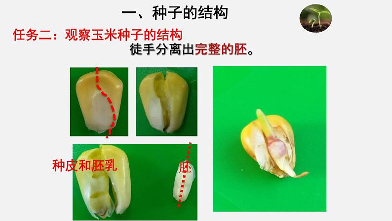 2023-2024学年七年级生物（北师大版）上册备课无忧 3.6.1 种子萌发形成幼苗（课件）第7页