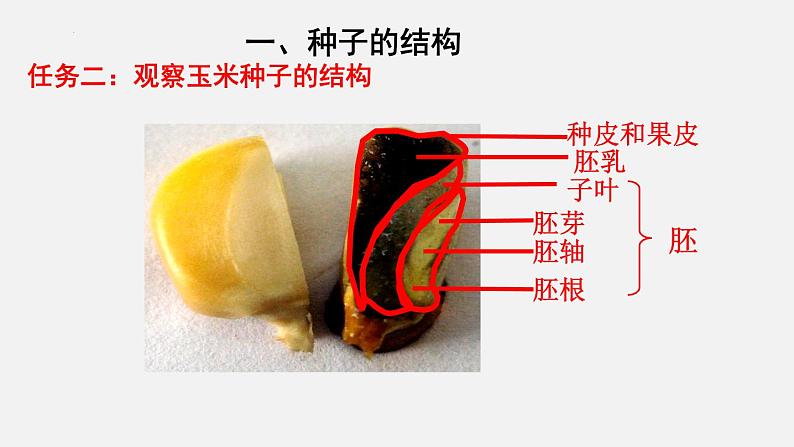 2023-2024学年七年级生物（北师大版）上册备课无忧 3.6.1 种子萌发形成幼苗（课件）第8页