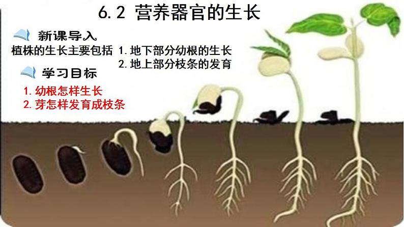 2023-2024学年七年级生物（北师大版）上册备课无忧 3.6.2 营养器官的生长（课件）第1页