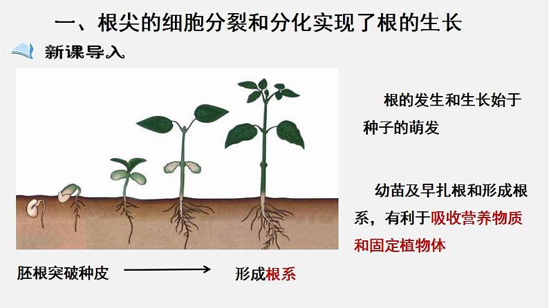 2023-2024学年七年级生物（北师大版）上册备课无忧 3.6.2 营养器官的生长（课件）第2页