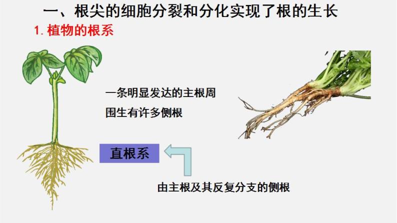 2023-2024学年七年级生物（北师大版）上册备课无忧 3.6.2 营养器官的生长（课件）03