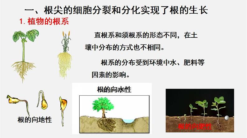 2023-2024学年七年级生物（北师大版）上册备课无忧 3.6.2 营养器官的生长（课件）第5页