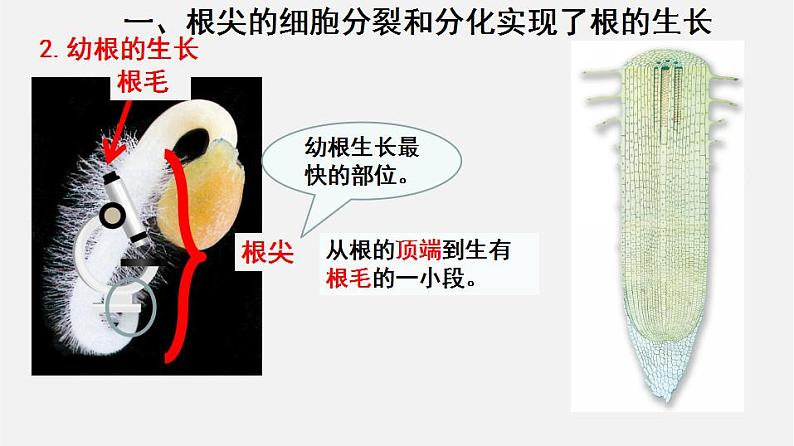 2023-2024学年七年级生物（北师大版）上册备课无忧 3.6.2 营养器官的生长（课件）第6页