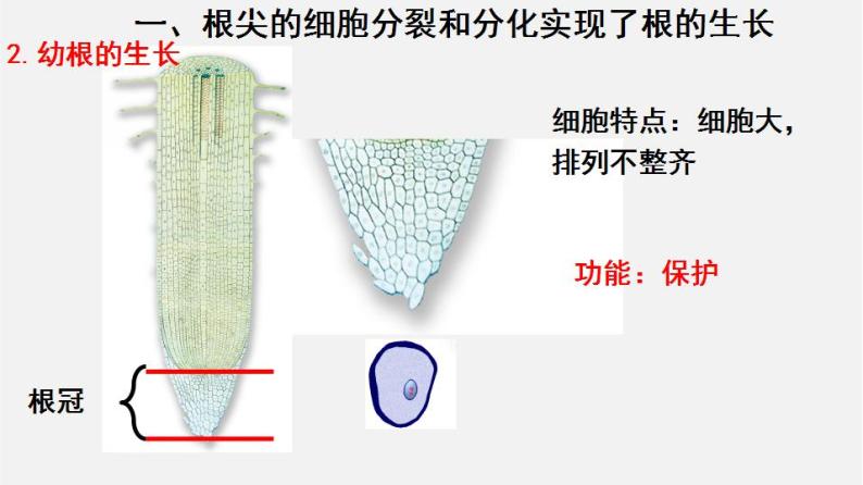 2023-2024学年七年级生物（北师大版）上册备课无忧 3.6.2 营养器官的生长（课件）07