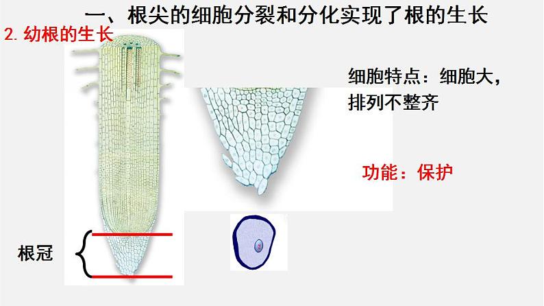 2023-2024学年七年级生物（北师大版）上册备课无忧 3.6.2 营养器官的生长（课件）第7页