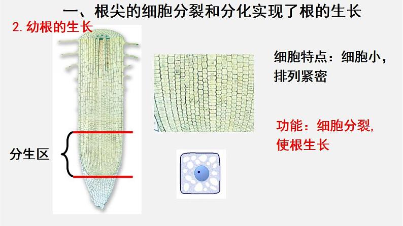 2023-2024学年七年级生物（北师大版）上册备课无忧 3.6.2 营养器官的生长（课件）第8页