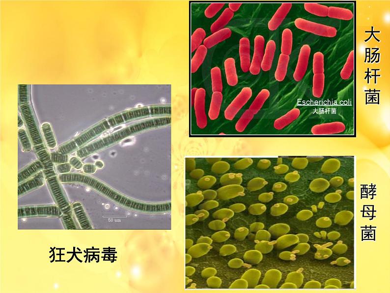 2023-2024学年七年级生物（人教版）上册名师精讲课件 1.1.1 生物的特征第7页