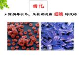 2023-2024学年七年级生物（人教版）上册名师精讲课件 2.1.1 练习使用显微镜