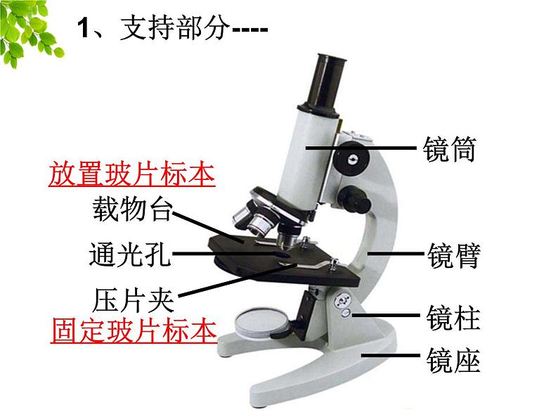 2023-2024学年七年级生物（人教版）上册名师精讲课件 2.1.1 练习使用显微镜08