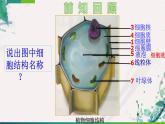 2023-2024学年七年级生物（人教版）上册名师精讲课件 2.1.3 动物细胞