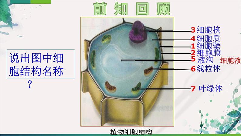 2023-2024学年七年级生物（人教版）上册名师精讲课件 2.1.3 动物细胞01