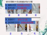 2023-2024学年七年级生物（人教版）上册名师精讲课件 2.1.3 动物细胞