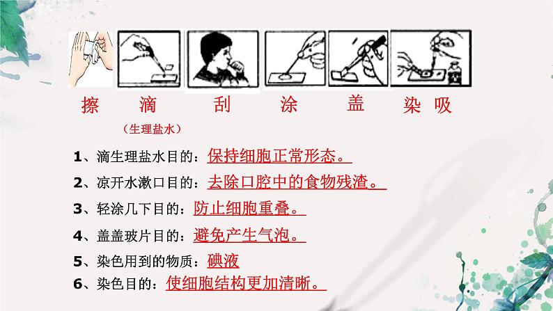 2023-2024学年七年级生物（人教版）上册名师精讲课件 2.1.3 动物细胞08