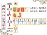 2023-2024学年七年级生物（人教版）上册名师精讲课件 2.2.3 植物体的结构层次