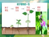 2023-2024学年七年级生物（人教版）上册名师精讲课件 3.2.1 种子的萌发