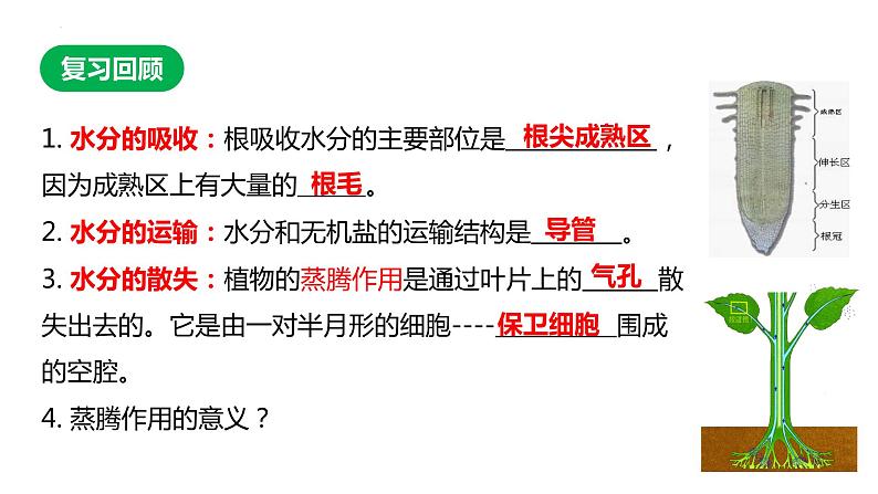 2023-2024学年七年级生物（人教版）上册同步备课系列 3.4 绿色植物是生物圈中有机物的制造者(第1课时)（教学课件）第1页