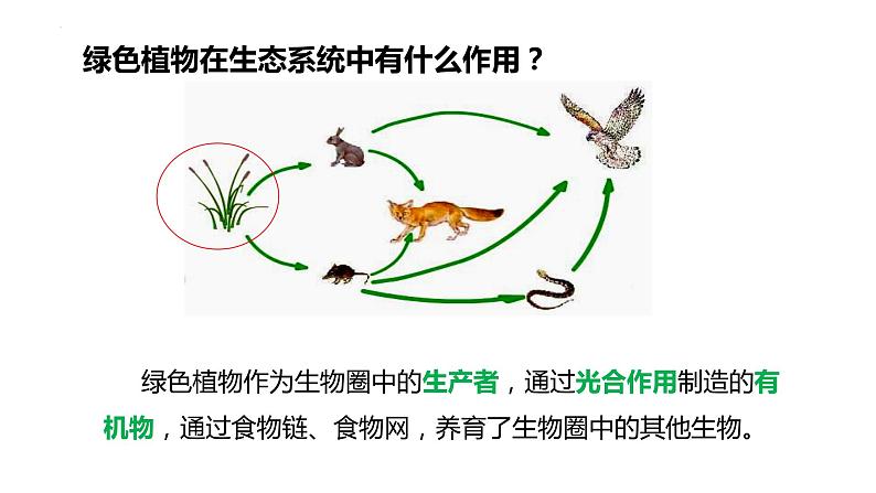 2023-2024学年七年级生物（人教版）上册同步备课系列 3.4 绿色植物是生物圈中有机物的制造者(第1课时)（教学课件）第6页