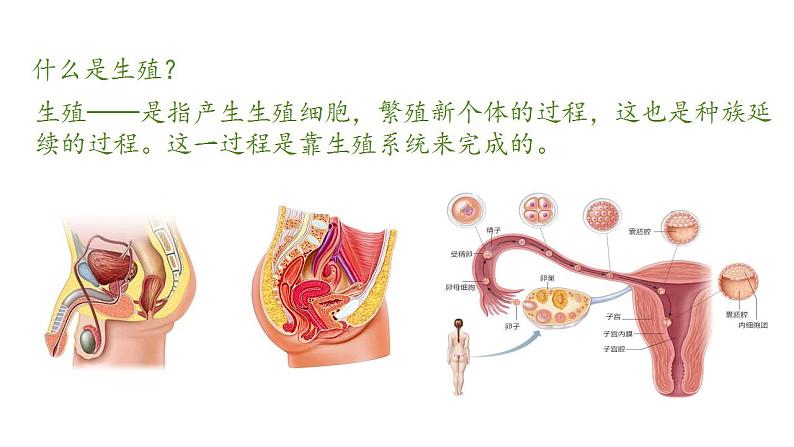 2023-2024学年七年级生物（人教版）下册同步备课系列 4.1.2 人的生殖（教学课件）04