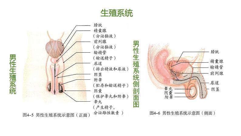 2023-2024学年七年级生物（人教版）下册同步备课系列 4.1.2 人的生殖（教学课件）06