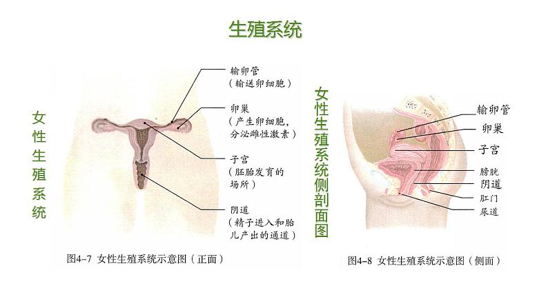 2023-2024学年七年级生物（人教版）下册同步备课系列 4.1.2 人的生殖（教学课件）08