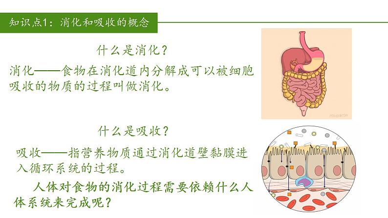 2023-2024学年七年级生物（人教版）下册同步备课系列 4.2.2 消化和吸收（教学课件）06