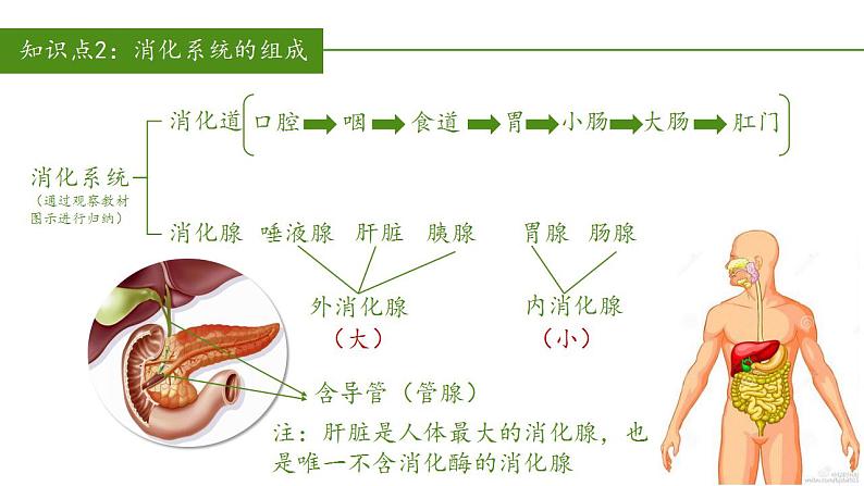 2023-2024学年七年级生物（人教版）下册同步备课系列 4.2.2 消化和吸收（教学课件）07