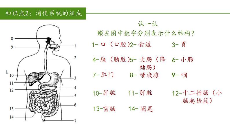 2023-2024学年七年级生物（人教版）下册同步备课系列 4.2.2 消化和吸收（教学课件）08