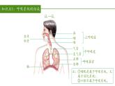 2023-2024学年七年级生物（人教版）下册同步备课系列 4.3.1 呼吸道对空气的处理（教学课件）