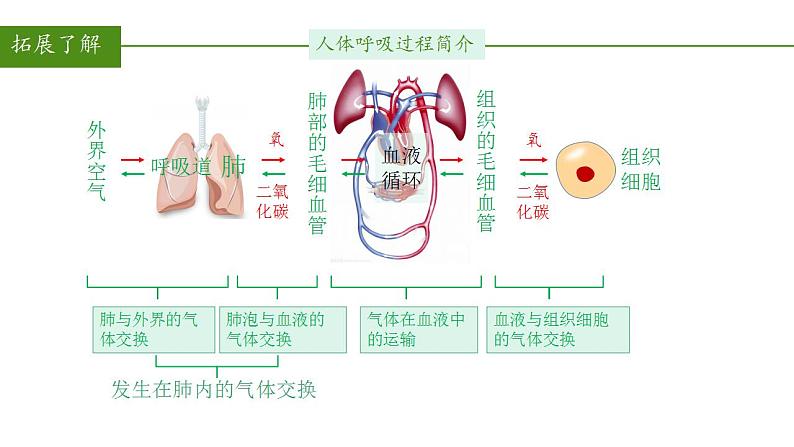 2023-2024学年七年级生物（人教版）下册同步备课系列 4.3.2 发生在肺内的气体交换（教学课件）第3页