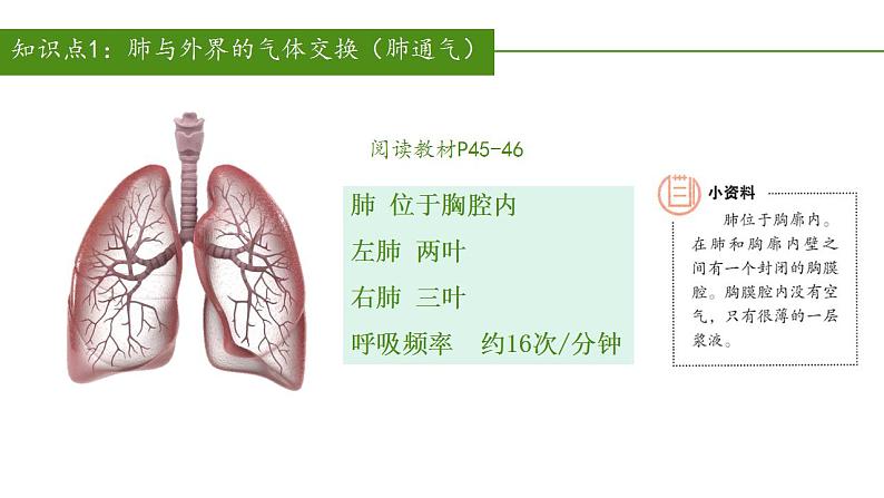 2023-2024学年七年级生物（人教版）下册同步备课系列 4.3.2 发生在肺内的气体交换（教学课件）05