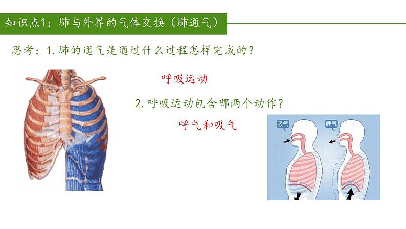 2023-2024学年七年级生物（人教版）下册同步备课系列 4.3.2 发生在肺内的气体交换（教学课件）第6页