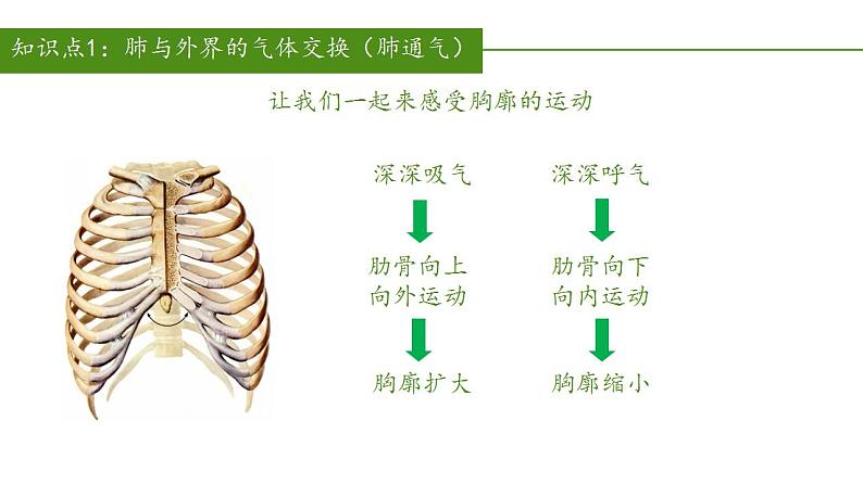 2023-2024学年七年级生物（人教版）下册同步备课系列 4.3.2 发生在肺内的气体交换（教学课件）07