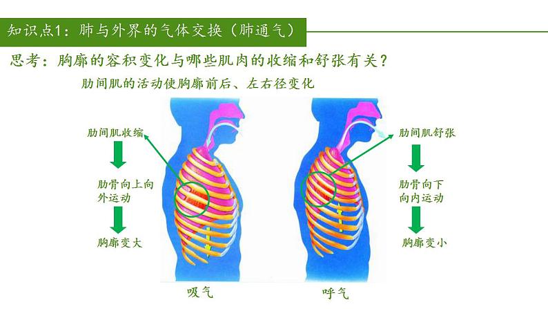 2023-2024学年七年级生物（人教版）下册同步备课系列 4.3.2 发生在肺内的气体交换（教学课件）第8页