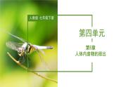2023-2024学年七年级生物（人教版）下册同步备课系列 4.5 人体内废物的排出（教学课件）